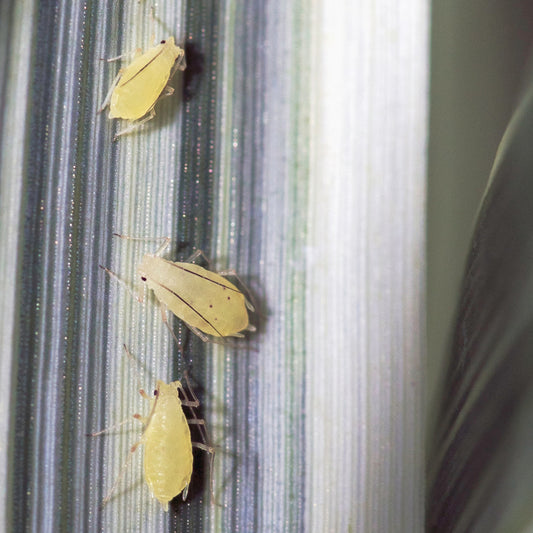 three soft-bodied yellow coloured aphids feeding on the leaf of a spider plant