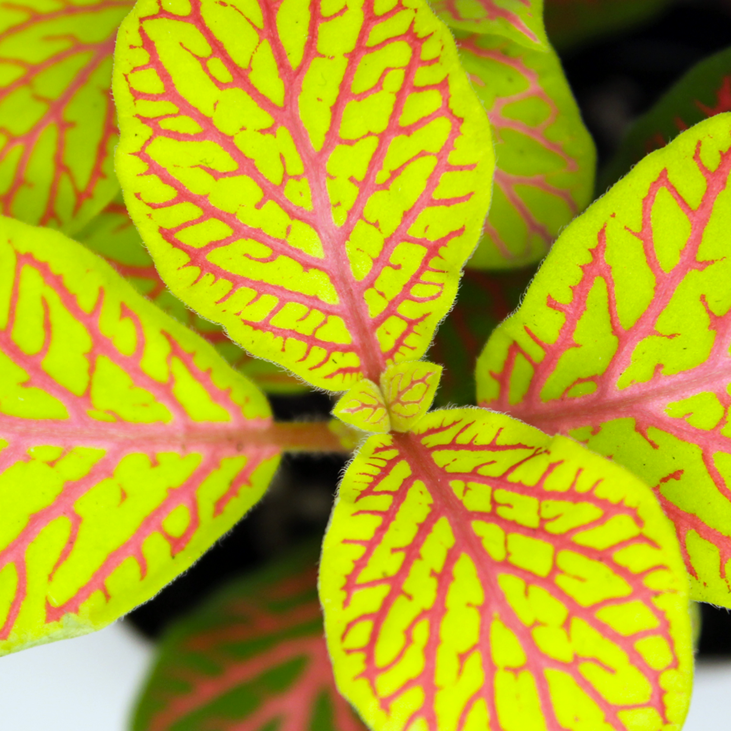 Build Your Jungle original photography, a close up aerial view of Fittonia leaves, showing the nerve-like patterns across the leaves. The primary leaf colour is lime and the plant's veins are bright fuchsia. 