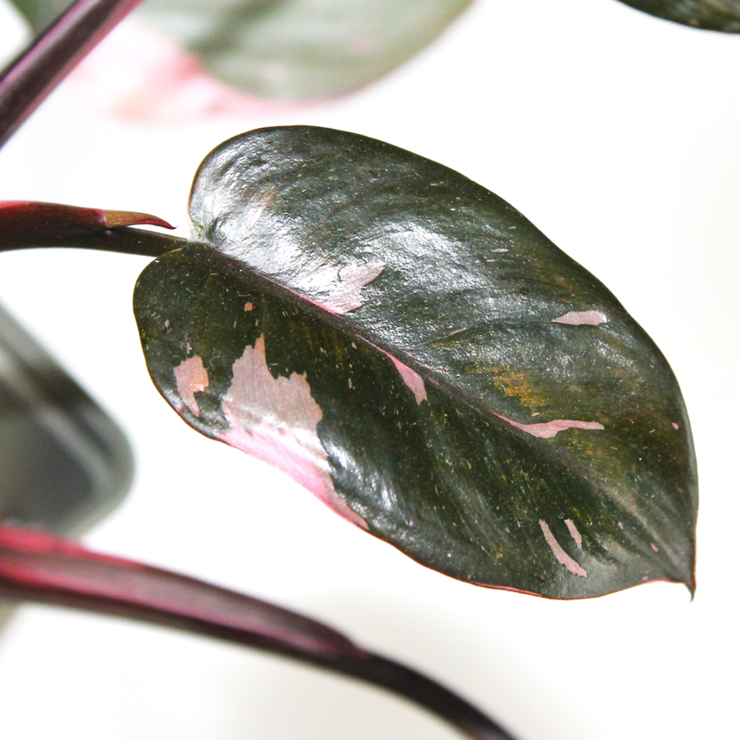 Build Your Jungle original photography, close up of a Philodendron 'Pink Princess' leaf, which is burgundy in colour with vibrant patches of pink variegation and dark pink stems. A new growth point is poking out from the stem.