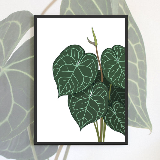 Anthurium clarinervium digitally illustrated houseplant art print