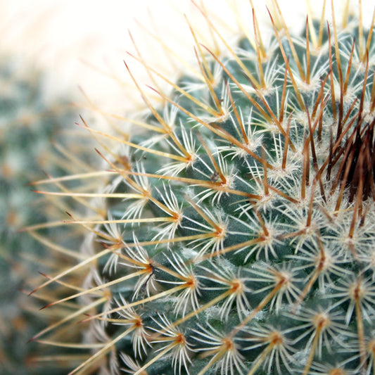 Mammillaria cactus close up orange spikes