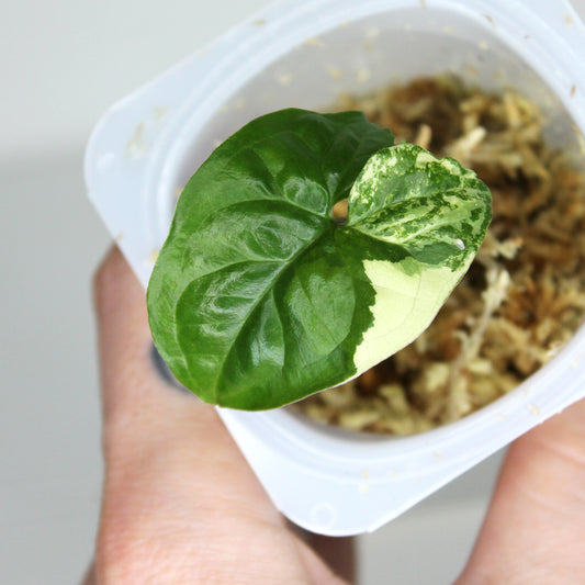 syngonium albo variegated juvenile plant rooting in sphagnum moss