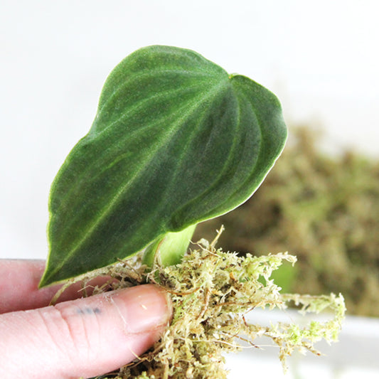 Philodendron 'Splendid' (verrucosum x melanochrysum) propagation sphagnum moss