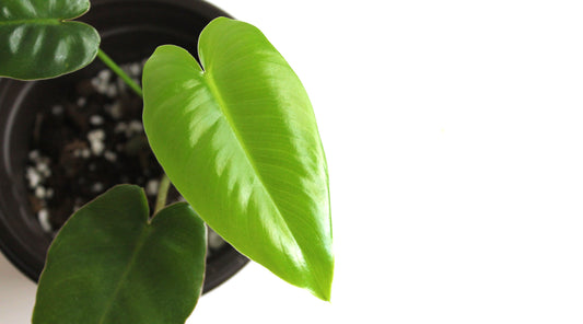 Philodendron Burle Marx new leaf in a lime green, photo taken from aerial view focusing on the leaf and showing part of the pot and soil with the text "HOW TO PREP YOUR HOUSEPLANTS FOR WINTER"