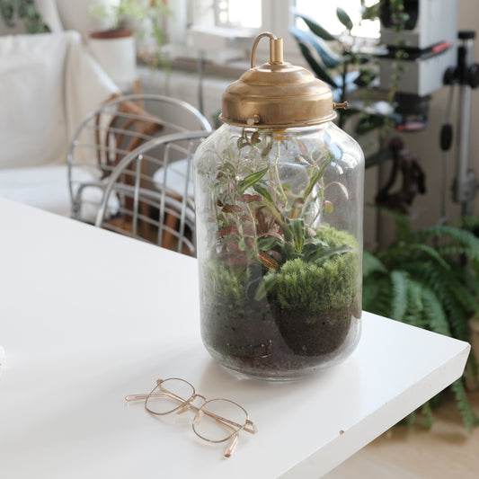 a closed top terrarium planted with moss and some easy care plants