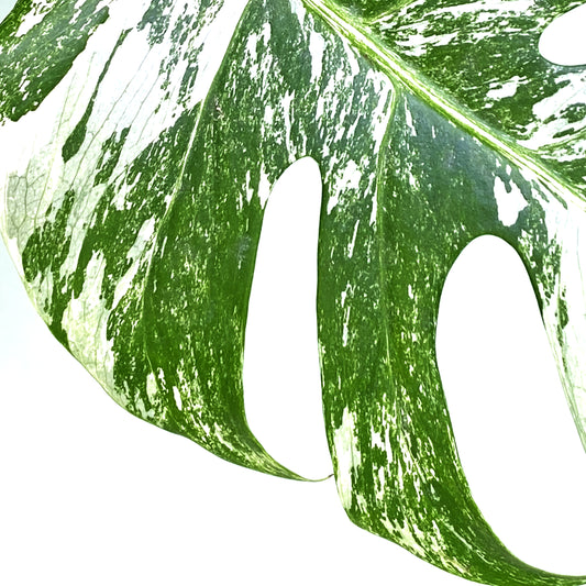 close up of the albo (white) variegation on a fenestrated Monstera Albo variegated leaf, including sectoral variegation and some speckling demonstrating excellent genes in the plant