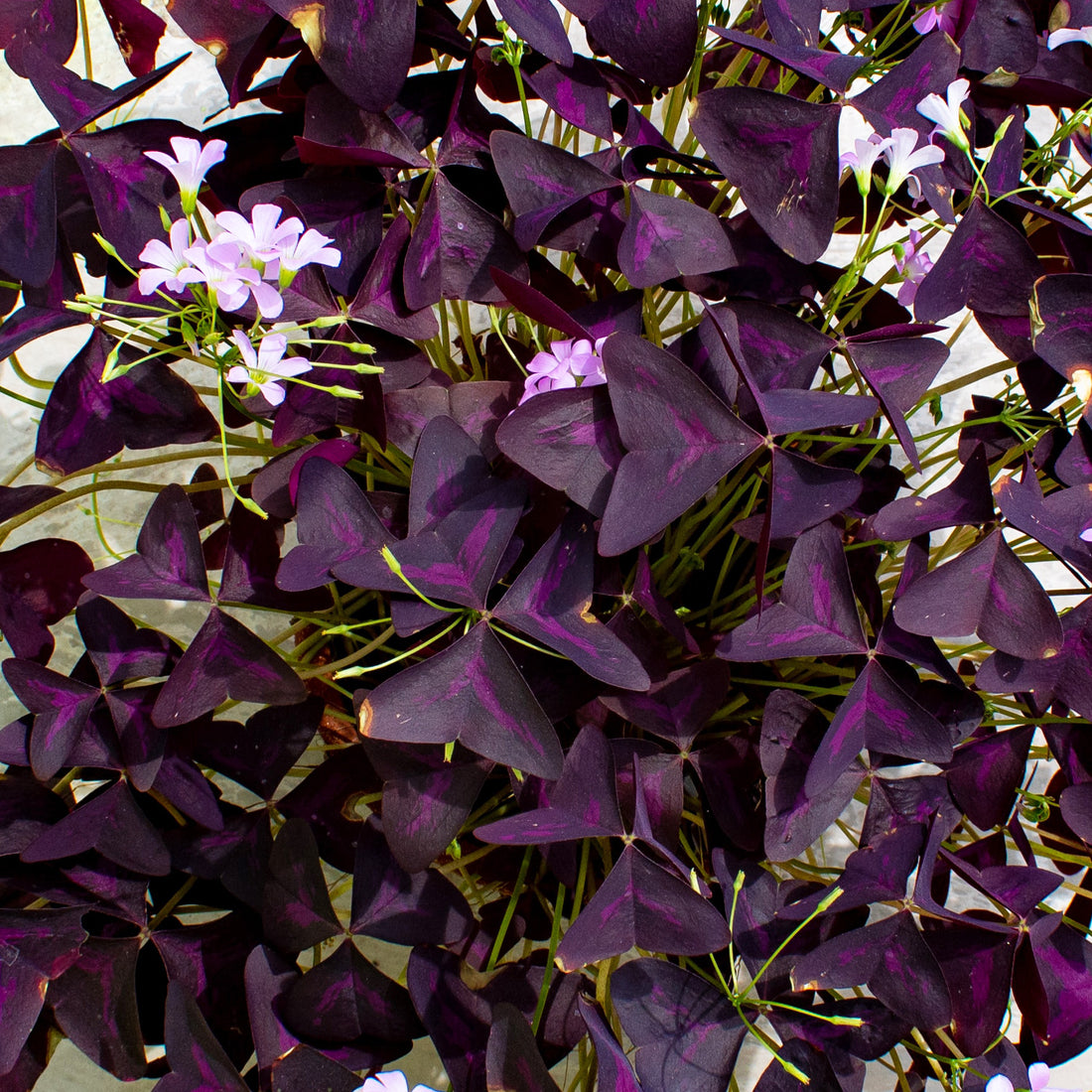 aerial image of a plant pot of oxalis triangularis a purple plant with three shamrock like leaves that resemble butterfly wings and subtle pink blooms that are similar to begonia flowers