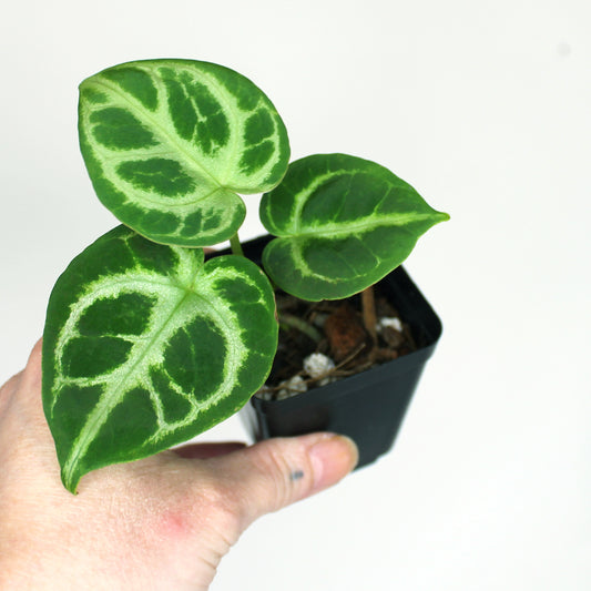 juvenile Anthurium crystallinum 'Silver Blush' in a 5cm nursery pot