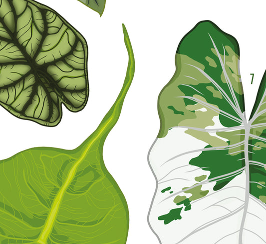 Alocasia digitally illustrated foliage