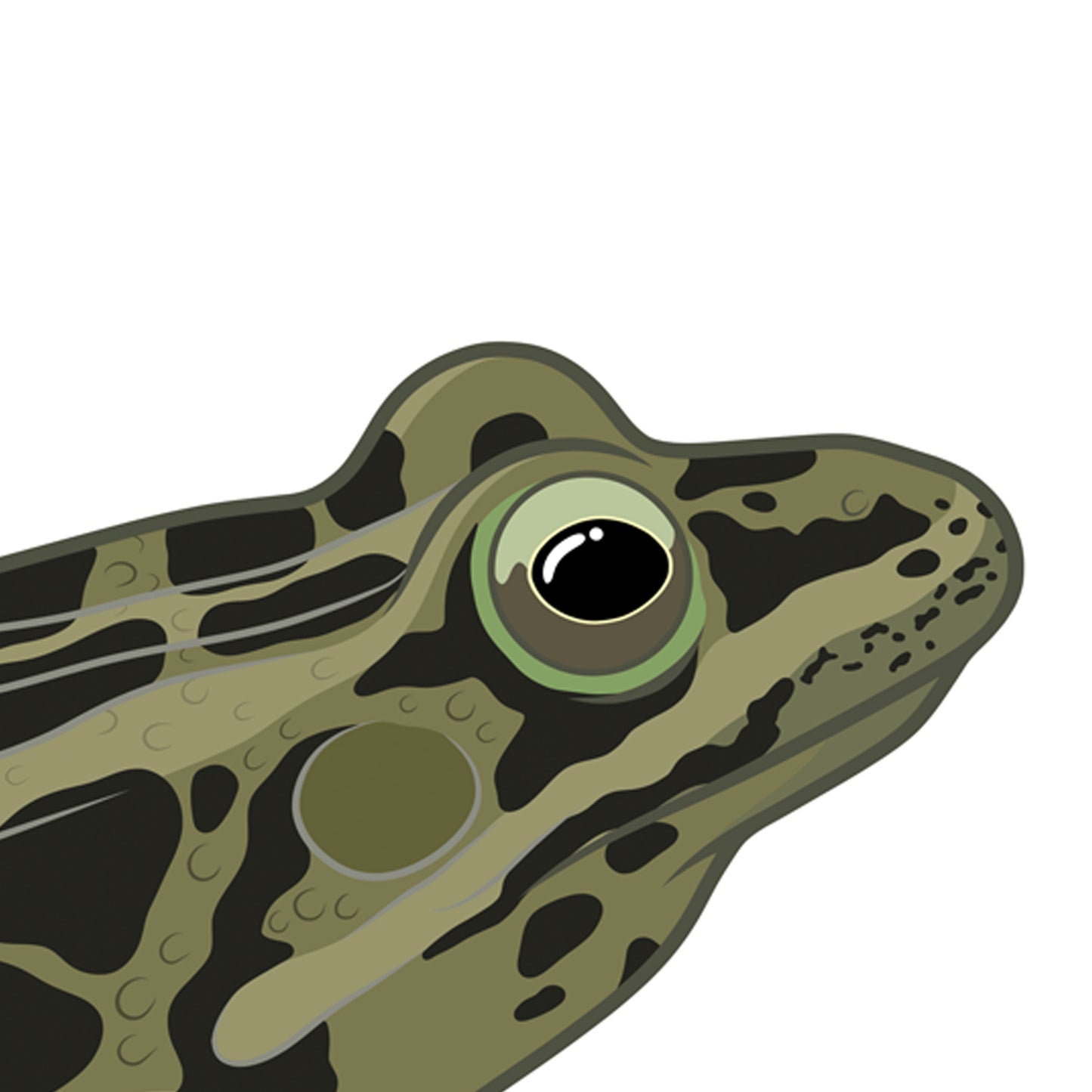 Pickerel Frog Heavy Weight Art Print