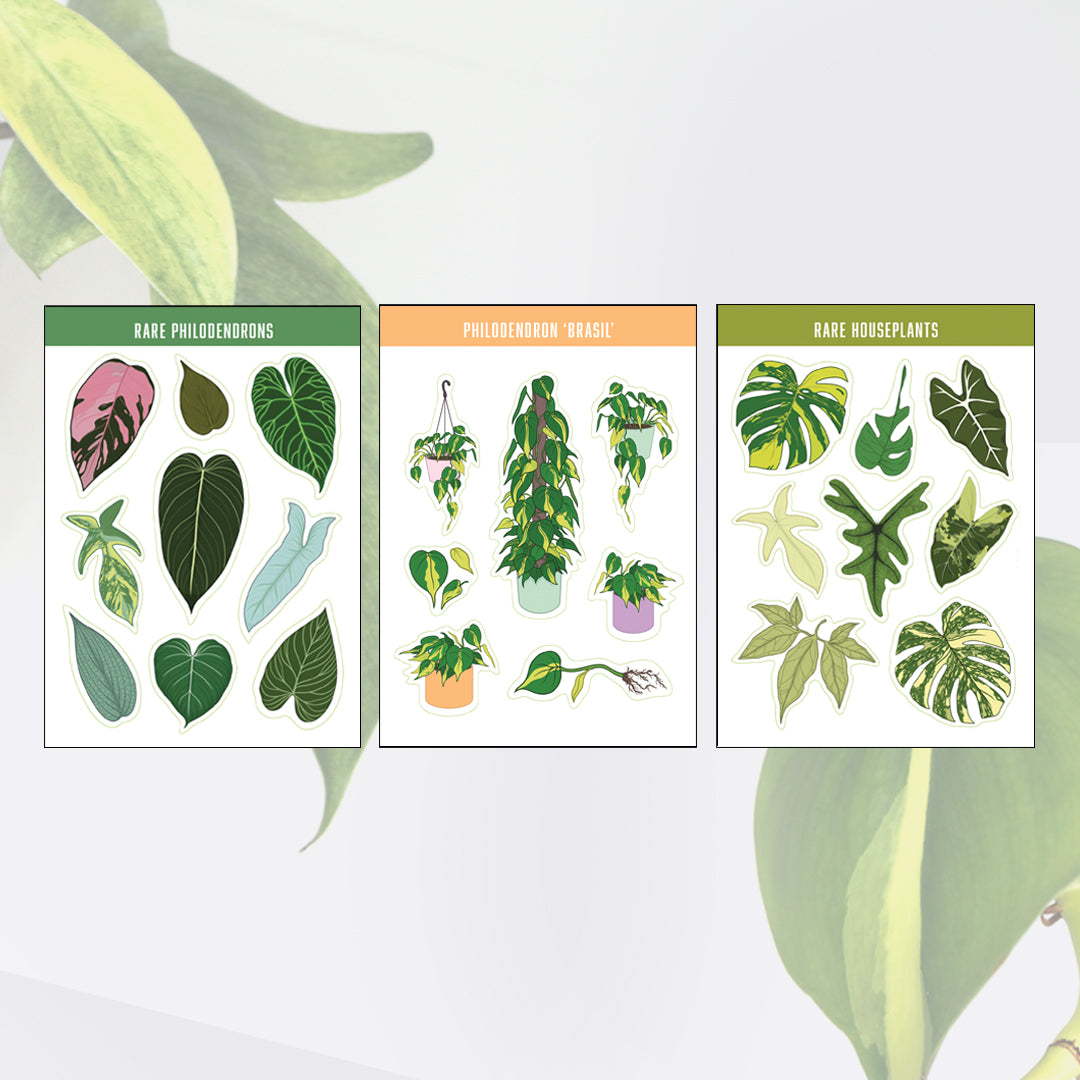 A6 houseplant sticker sheet multipack gift bundle philodendron brasil rare philodendrons and rare houseplants