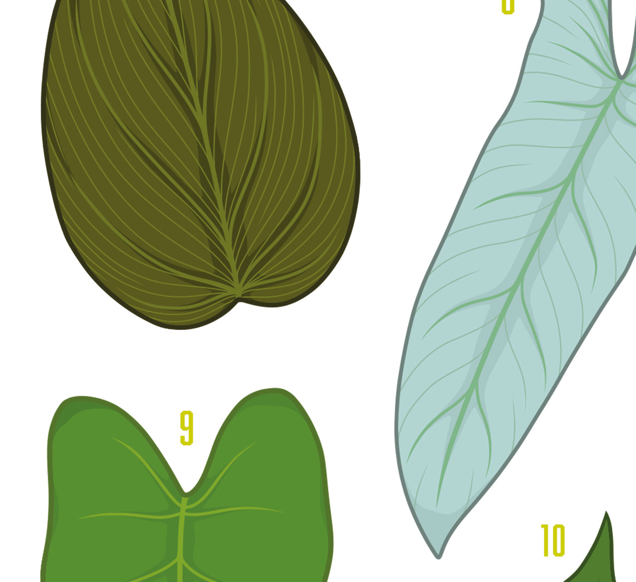 types of philodendron A3 houseplant poster digitally illustrated foliage art print philodendron silver sword
