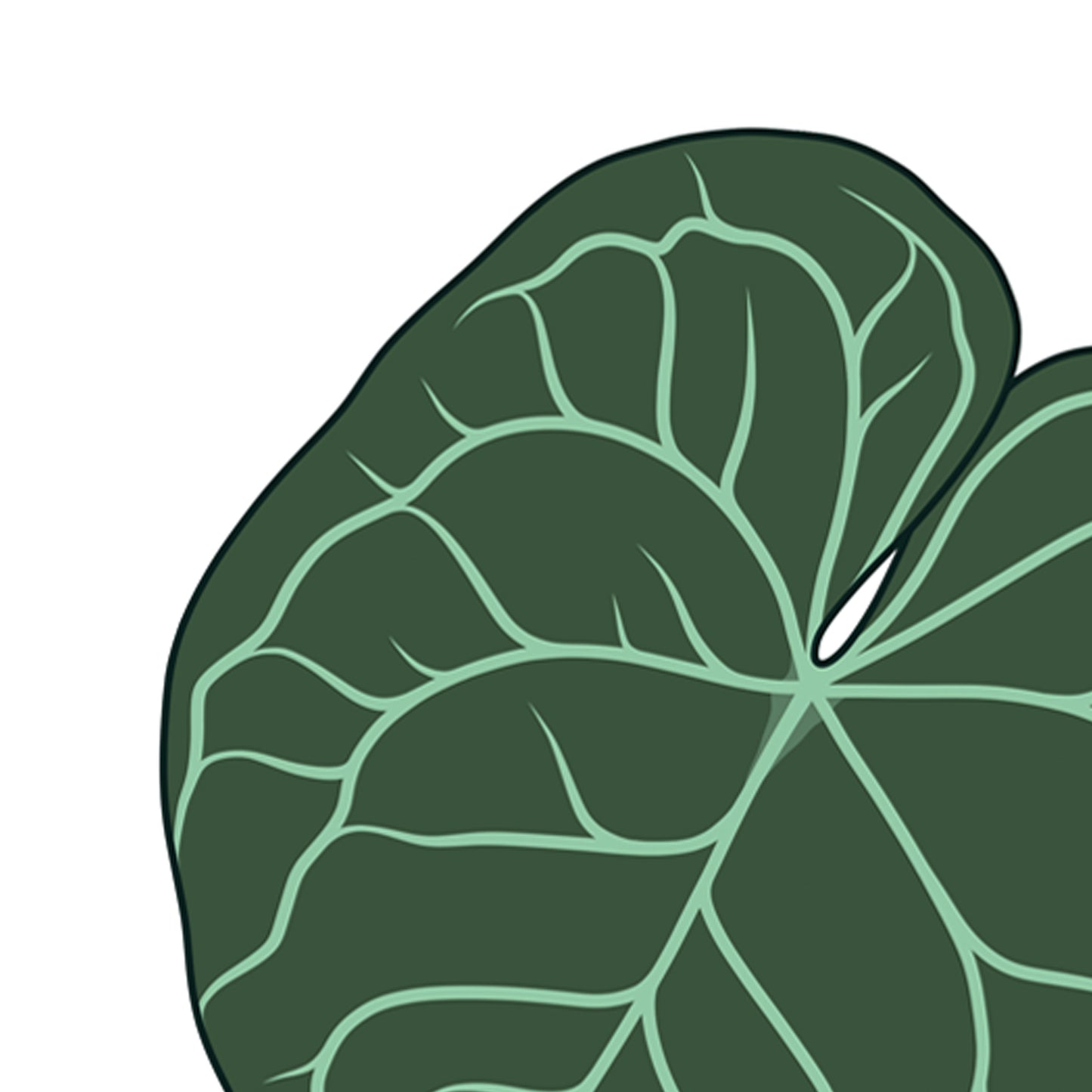 illustrated houseplant poster digitally illustrated anthurium clarinervium plant detail