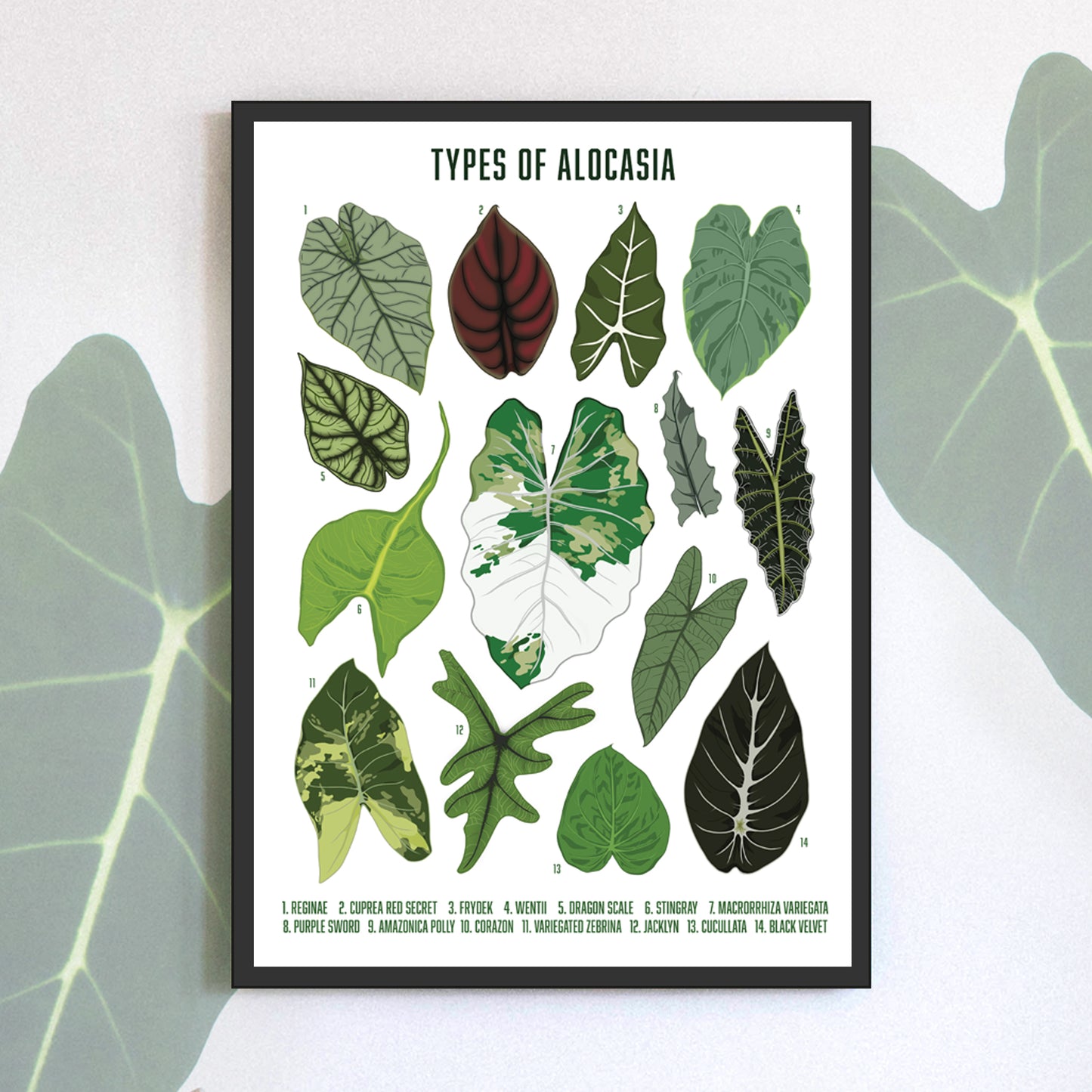 A3 houseplant art print digitally illustrated foliage plant poster alocasia