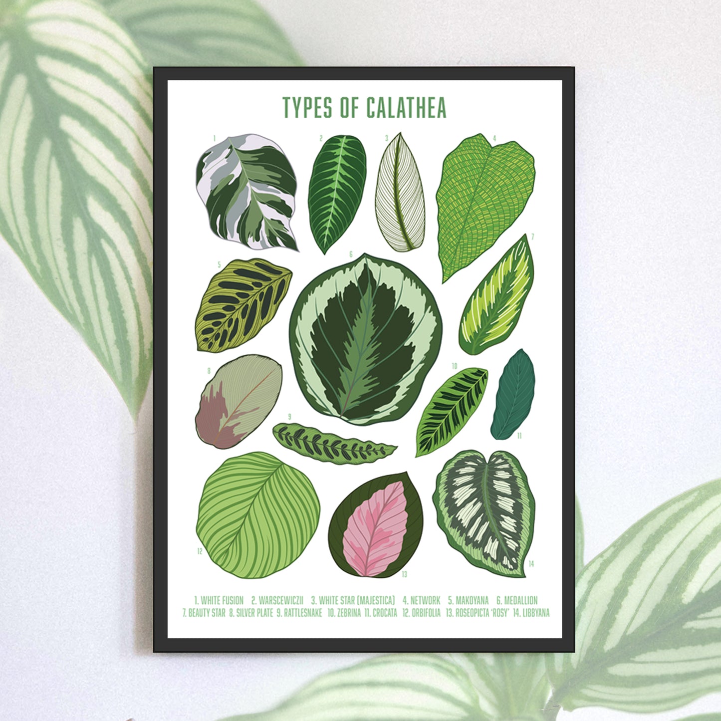 A3 illustrated houseplant poster digitally illustrated foliage art print bundle calathea