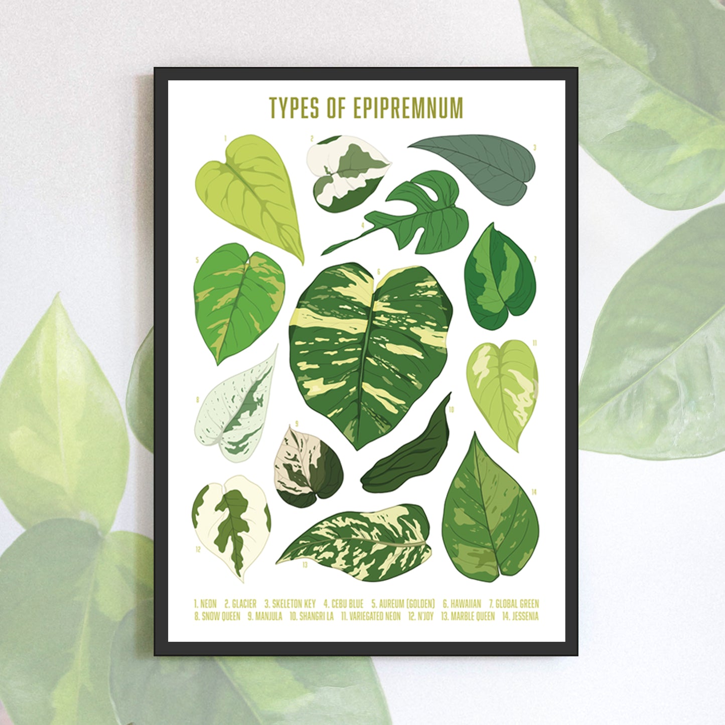 A3 illustrated houseplant poster digitally illustrated foliage art print bundle epipremnum