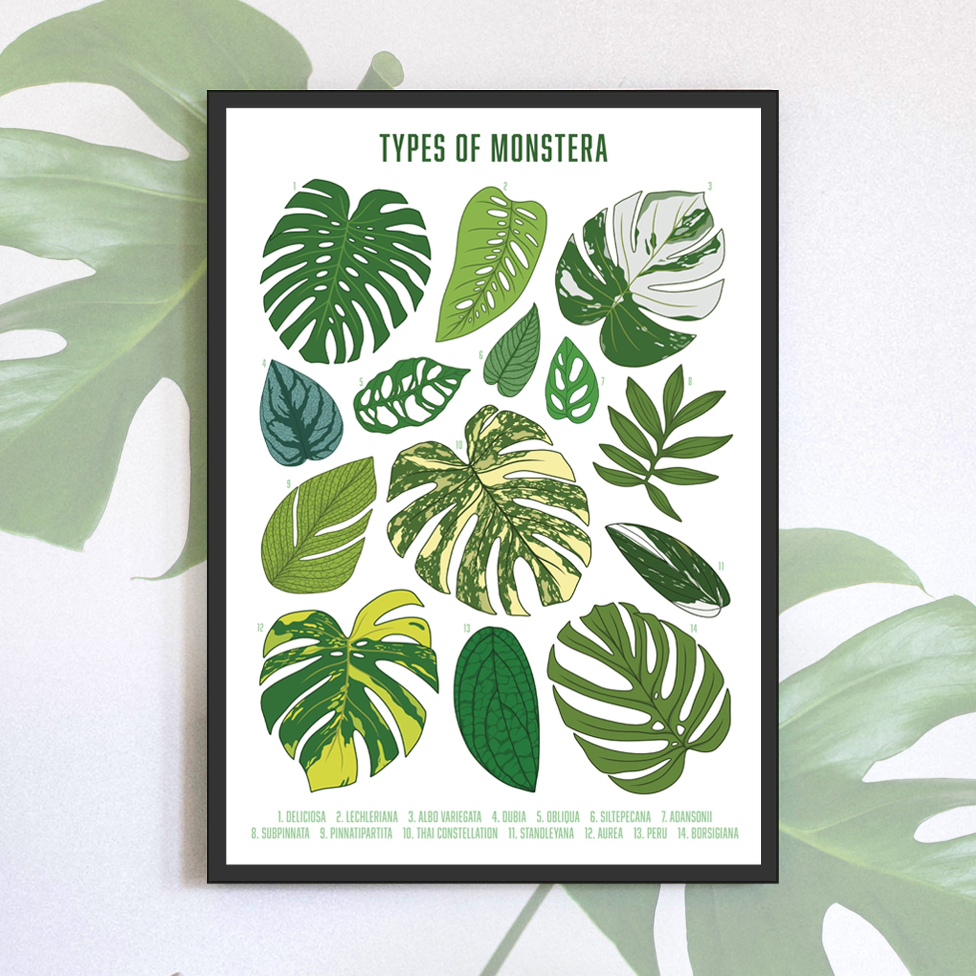 A3 illustrated houseplant poster digitally illustrated foliage art print bundle monstera