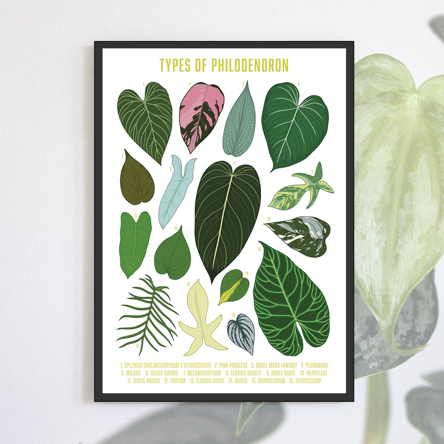 A3 illustrated houseplant poster digitally illustrated foliage art print bundle philodendron