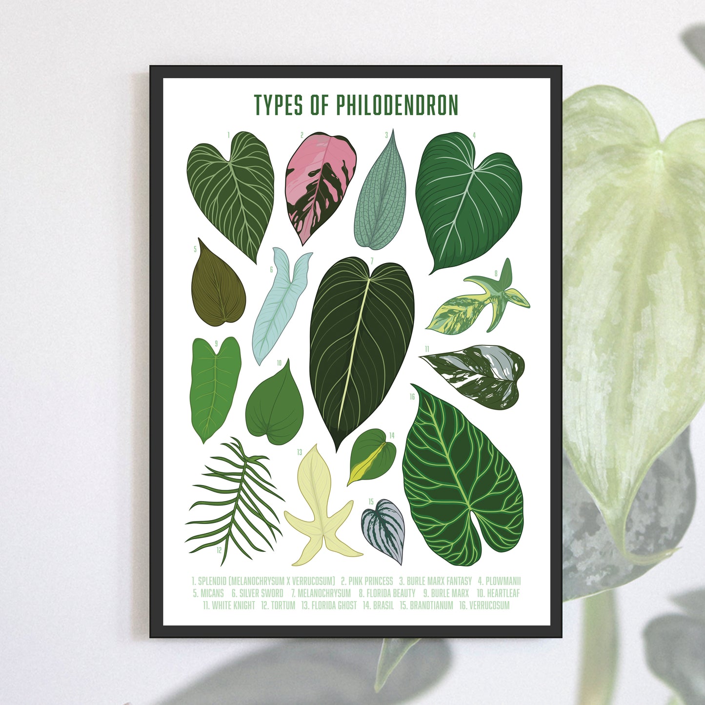 types of philodendron A3 houseplant poster digitally illustrated foliage art print