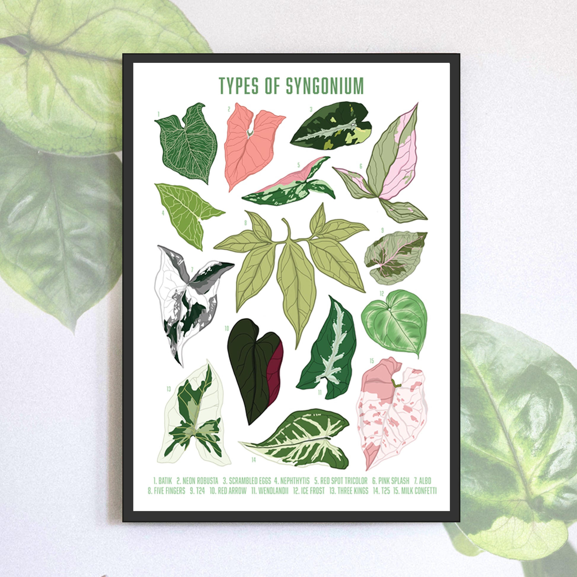 A3 illustrated houseplant poster digitally illustrated foliage art print bundle syngonium