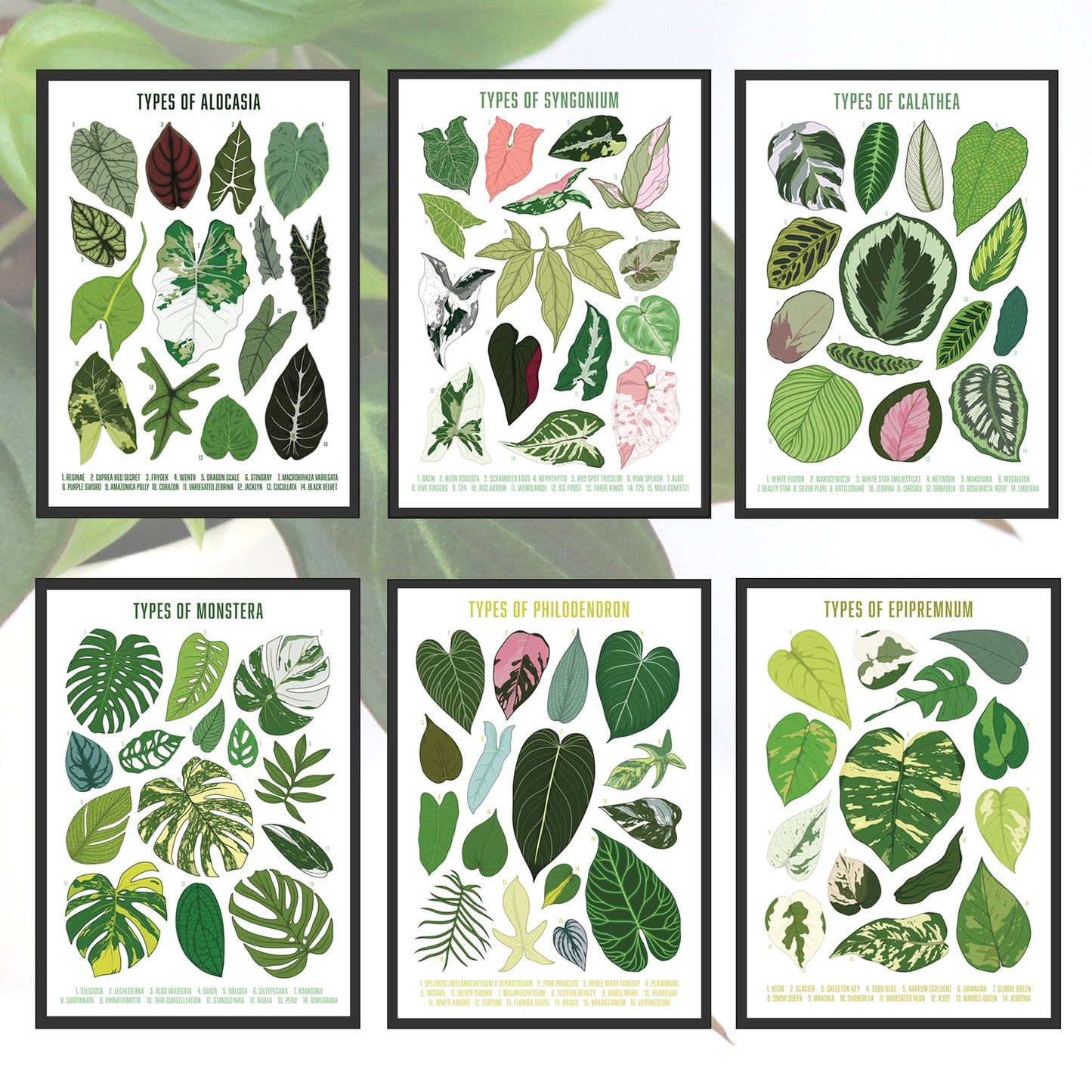 A3 illustrated houseplant poster digitally illustrated foliage art print bundle monstera philodendron epipremnum alocasia syngonium calathea