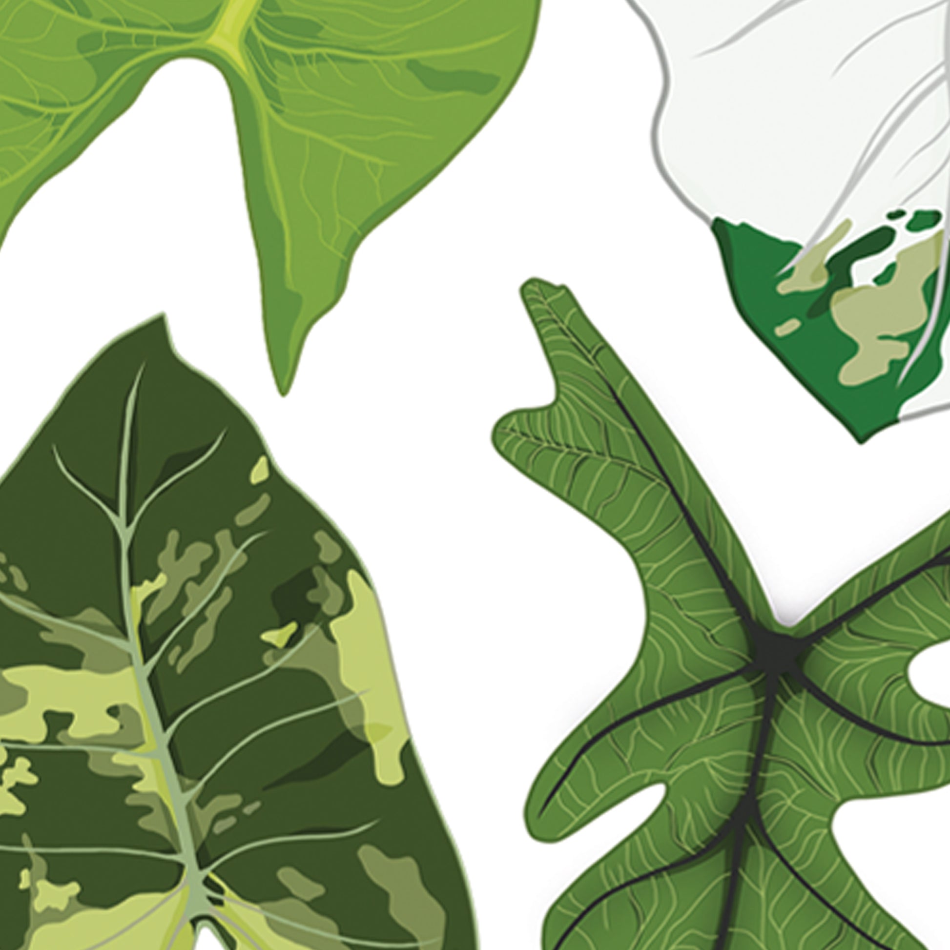 A3 illustrated houseplant poster digitally illustrated alocasia foliage details