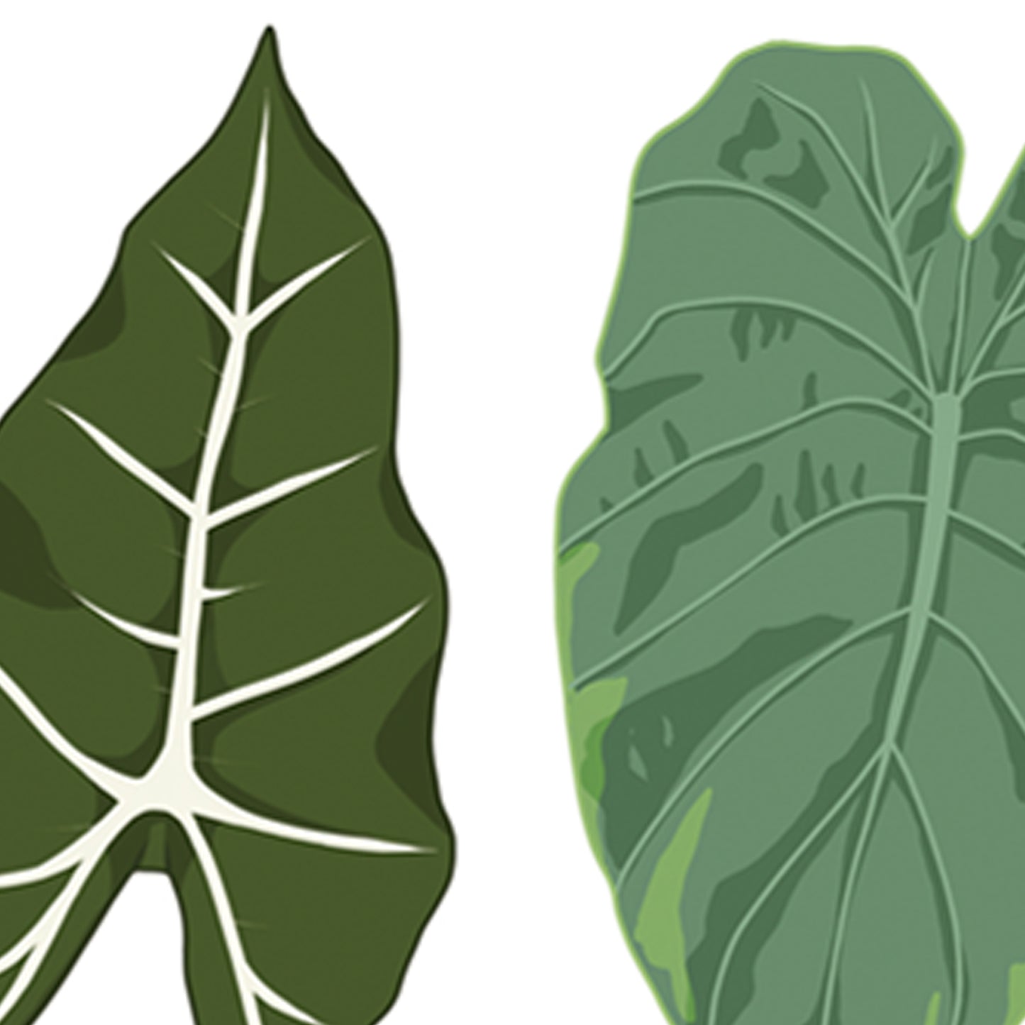 A3 illustrated houseplant poster digitally illustrated alocasia foliage detail