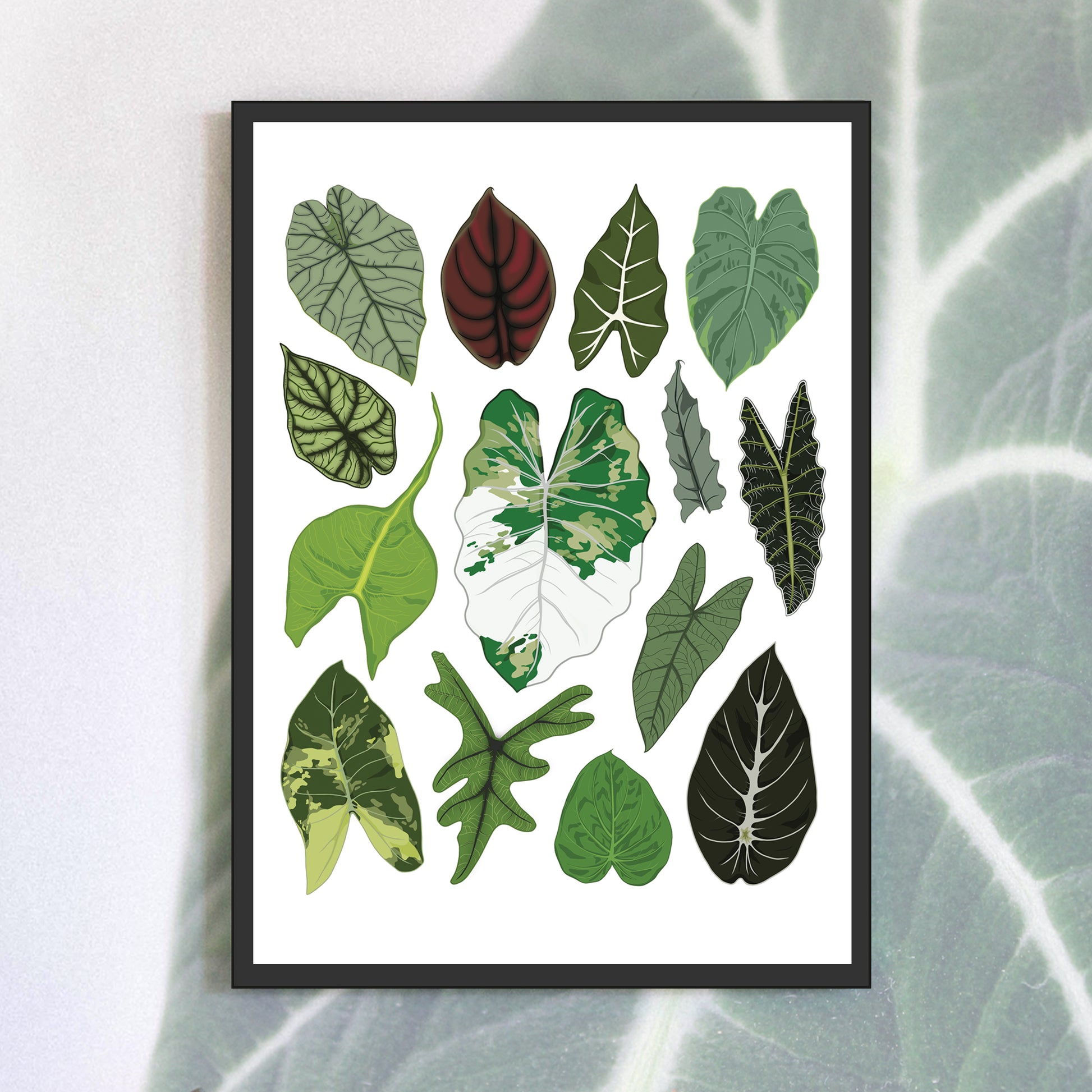 A3 illustrated houseplant poster digitally illustrated alocasia foliage 