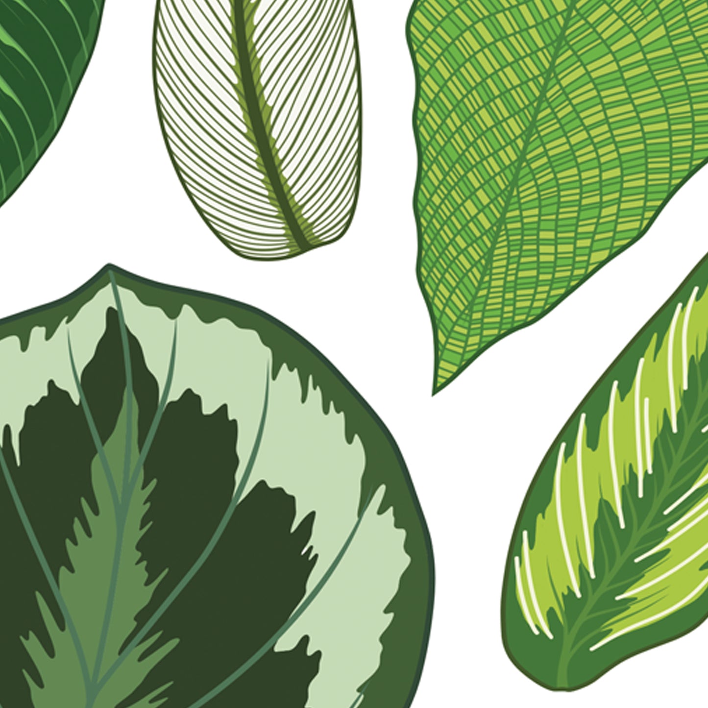 A4 illustrated houseplant poster digitally illustrated calathea foliage art print detail