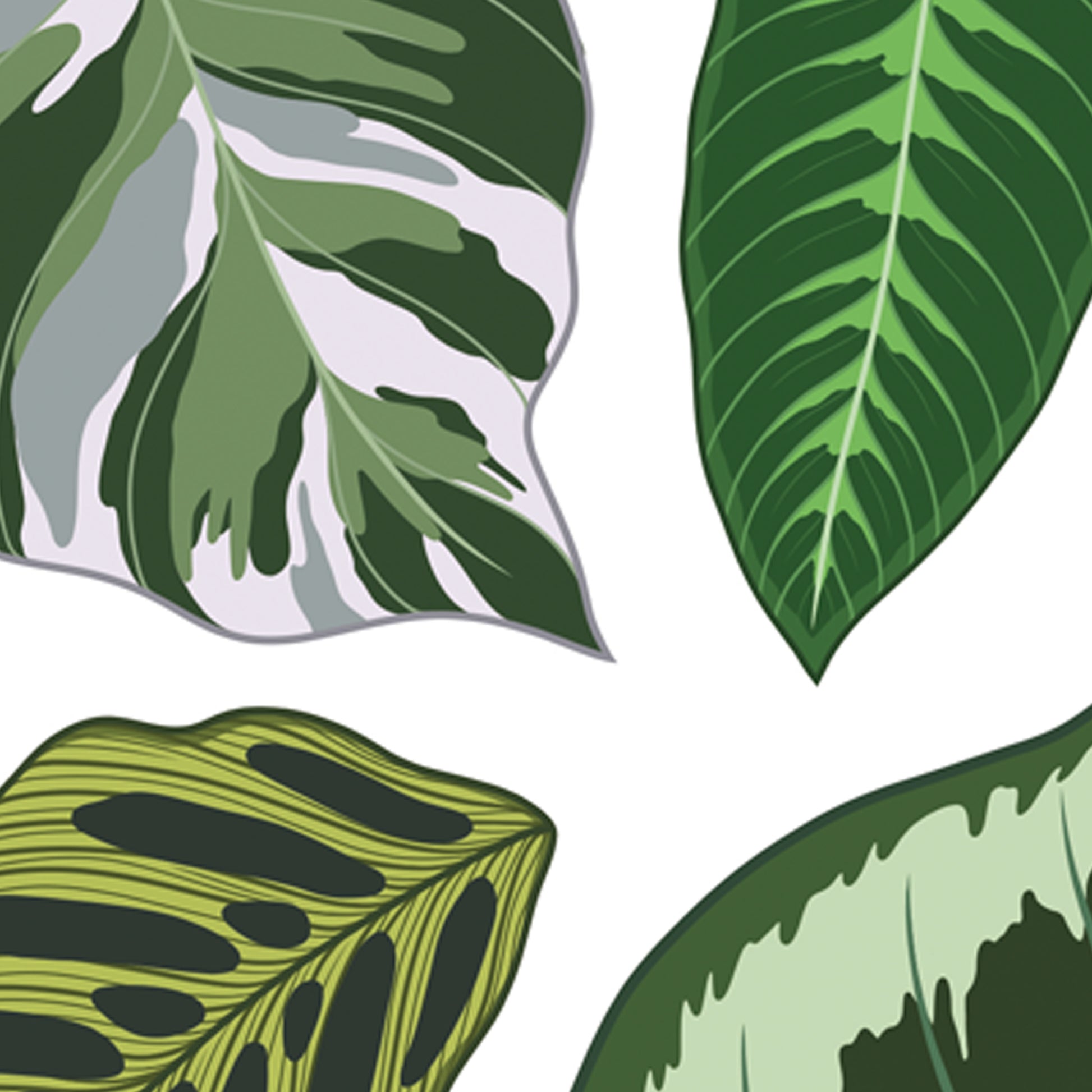 A4 illustrated houseplant poster digitally illustrated calathea foliage art print detail