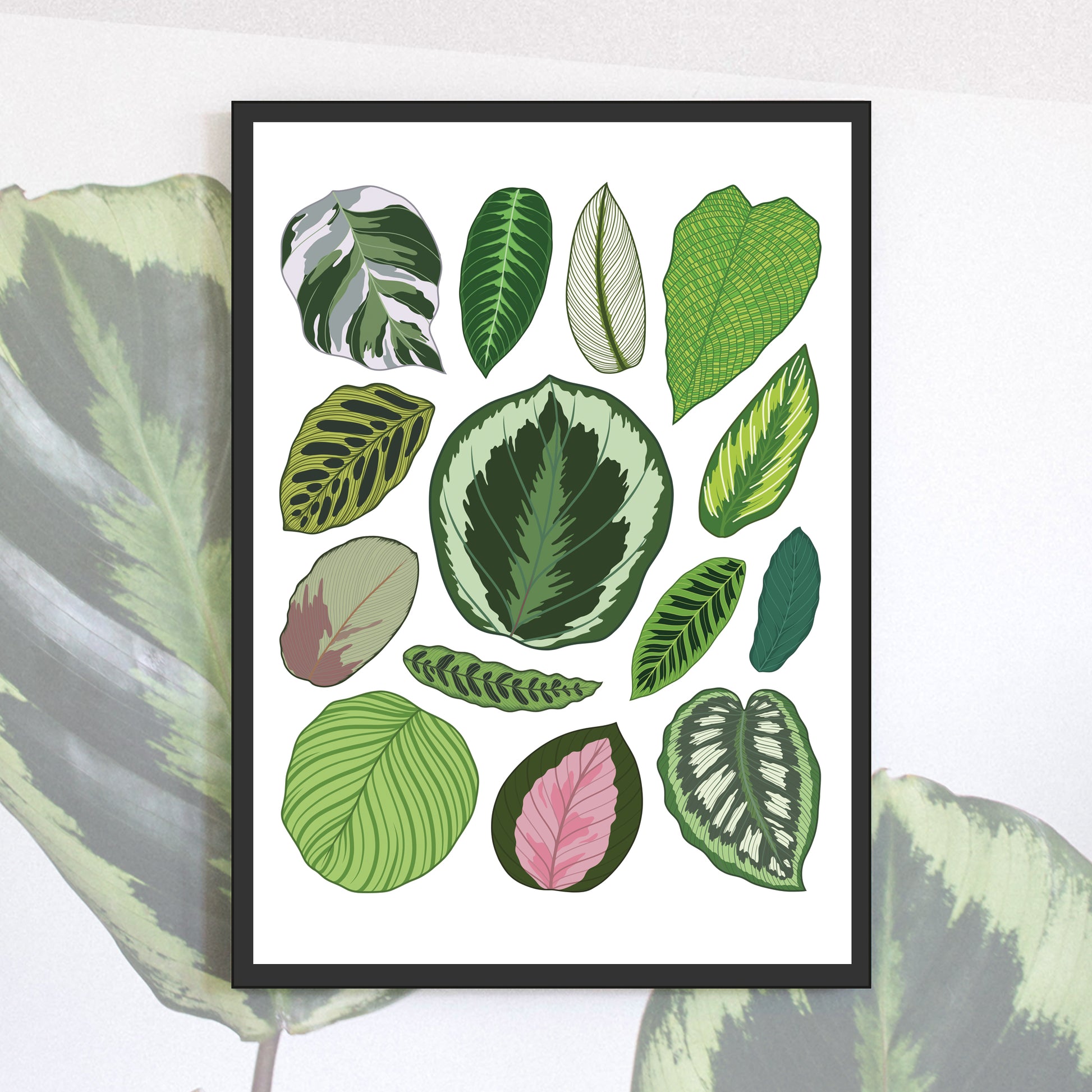 A4 illustrated houseplant poster digitally illustrated calathea foliage art print