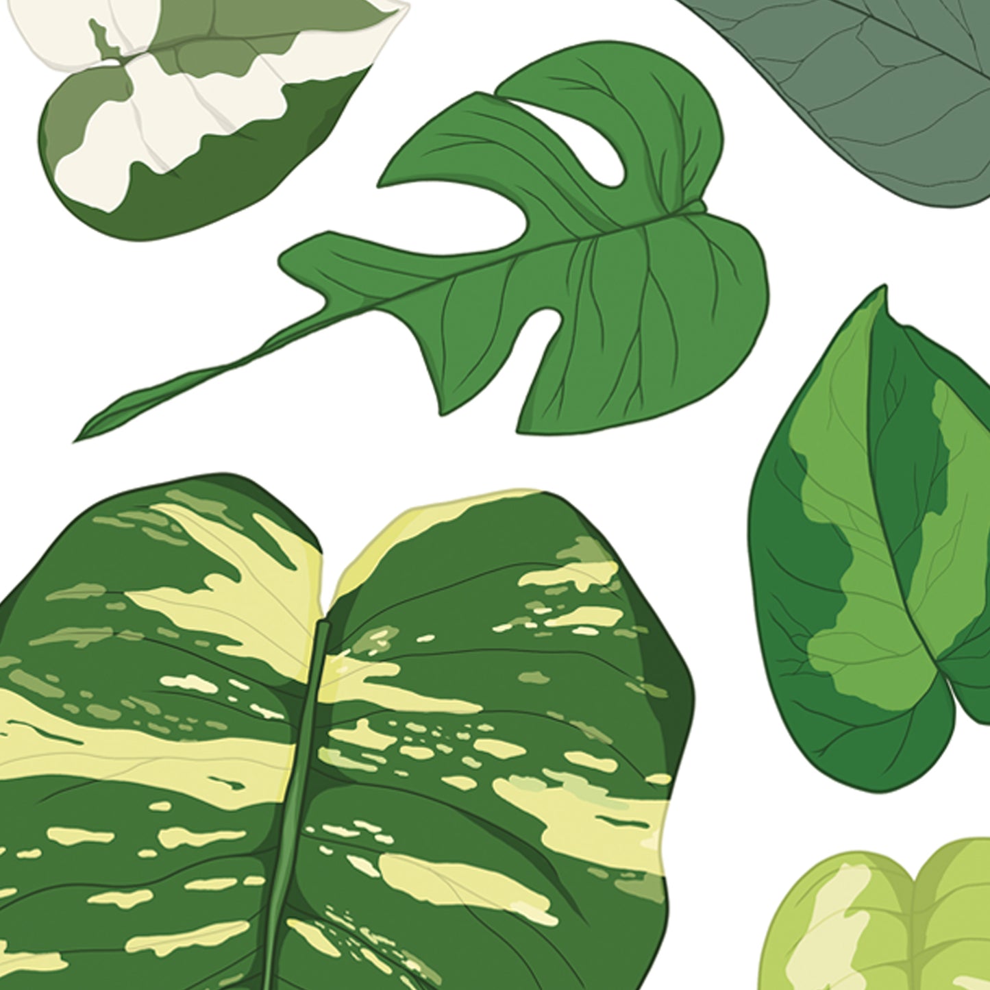 A4 illustrated houseplant poster digitally illustrated epipremnum foliage art print pothos detail