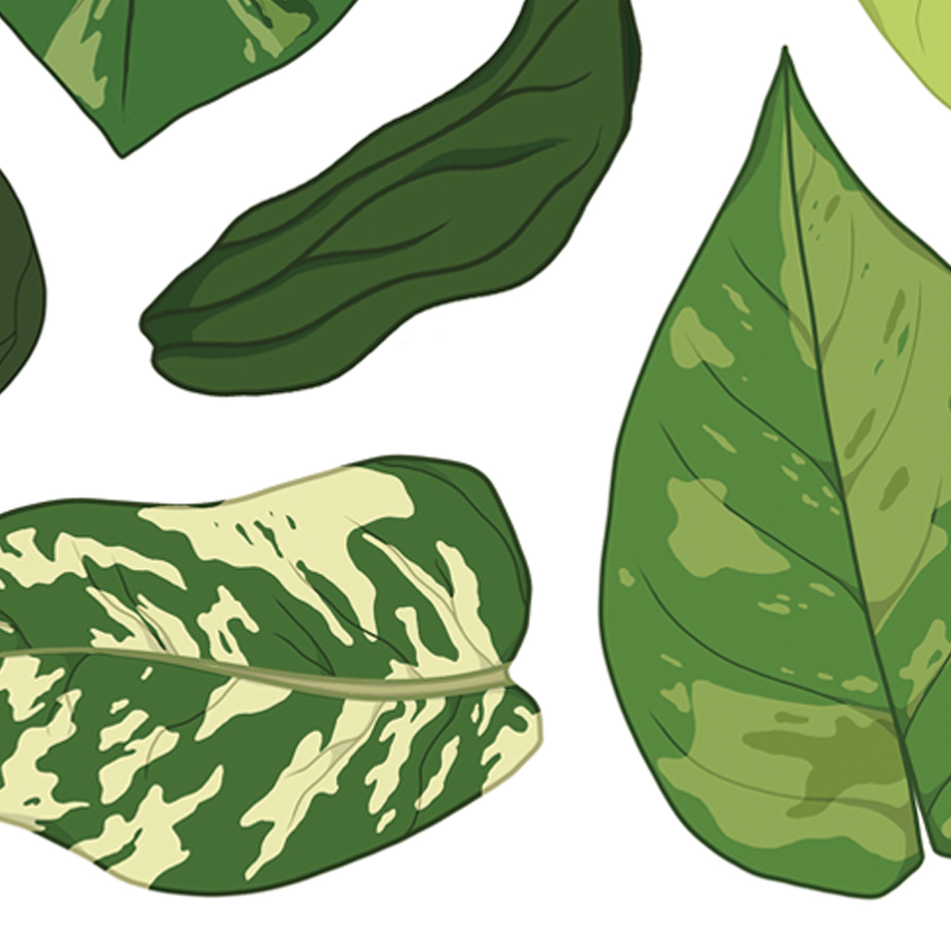 A4 illustrated houseplant poster digitally illustrated epipremnum foliage art print pothos detail