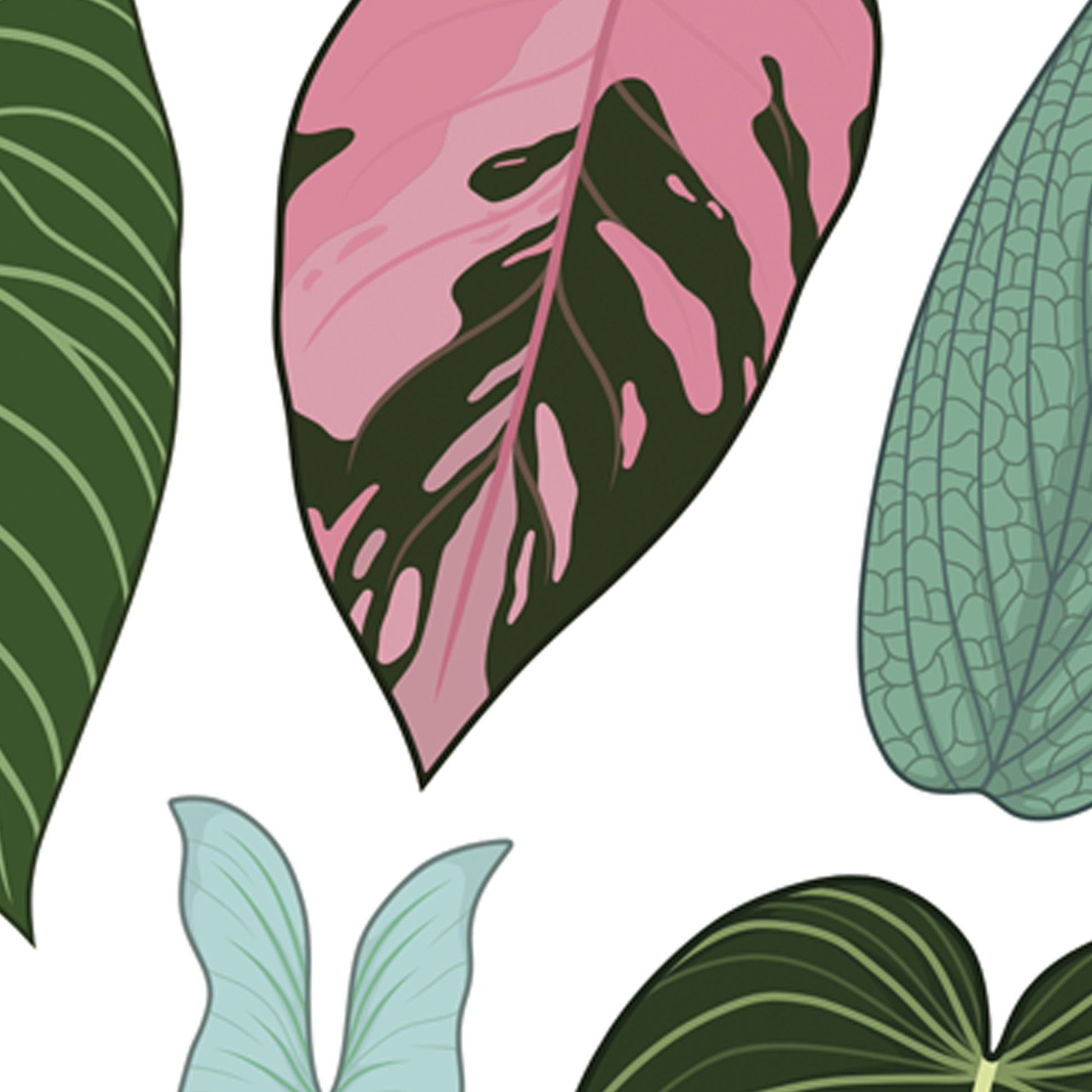 A4 illustrated philodendron poster digitally illustrated philodendron foliage houseplant art print pink princess