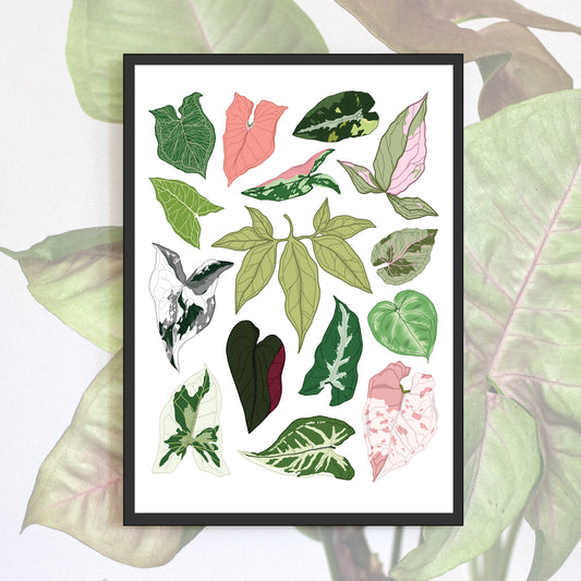 A4 houseplant art print digitally illustrated foliage plant poster syngonium