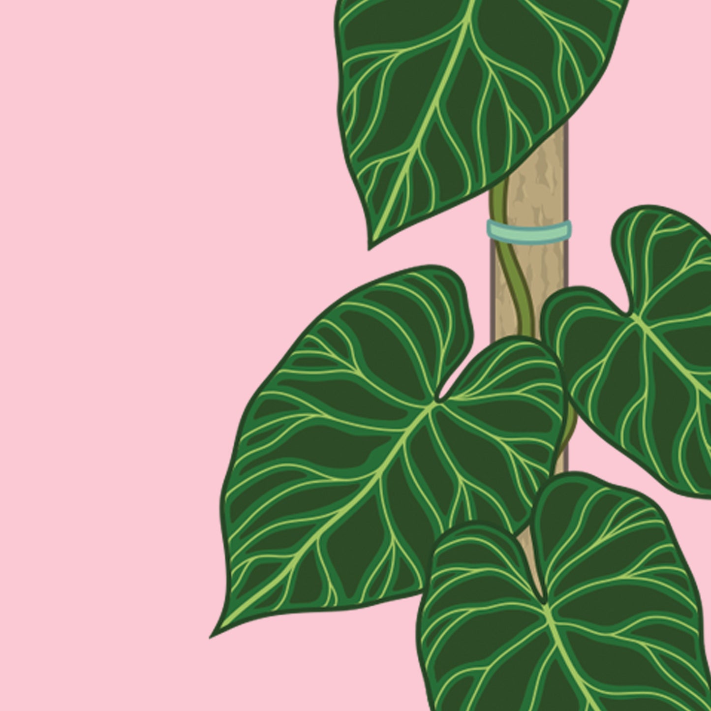 A6 illustrated philodendron poster digitally illustrated houseplant mini print philodendron verrucosum detail foliage