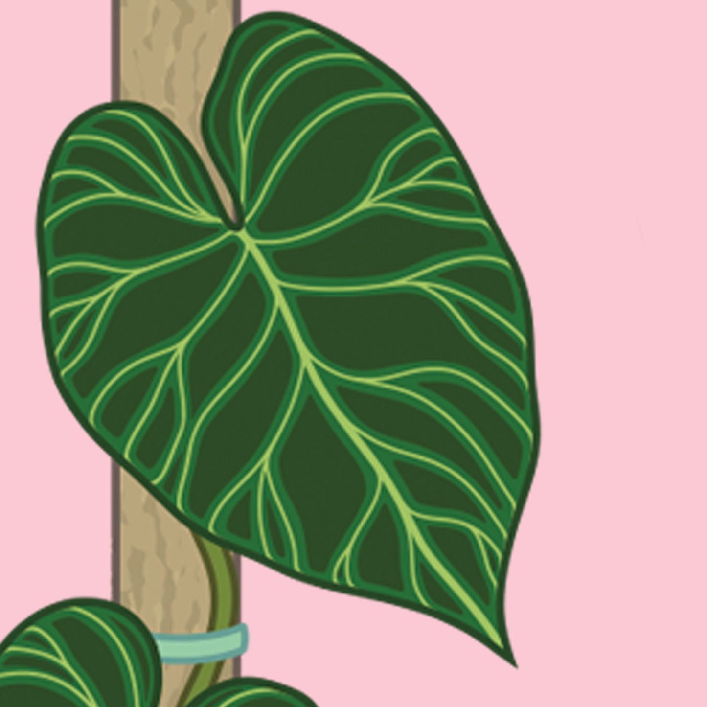A6 illustrated philodendron poster digitally illustrated houseplant mini print philodendron verrucosum leaf detail