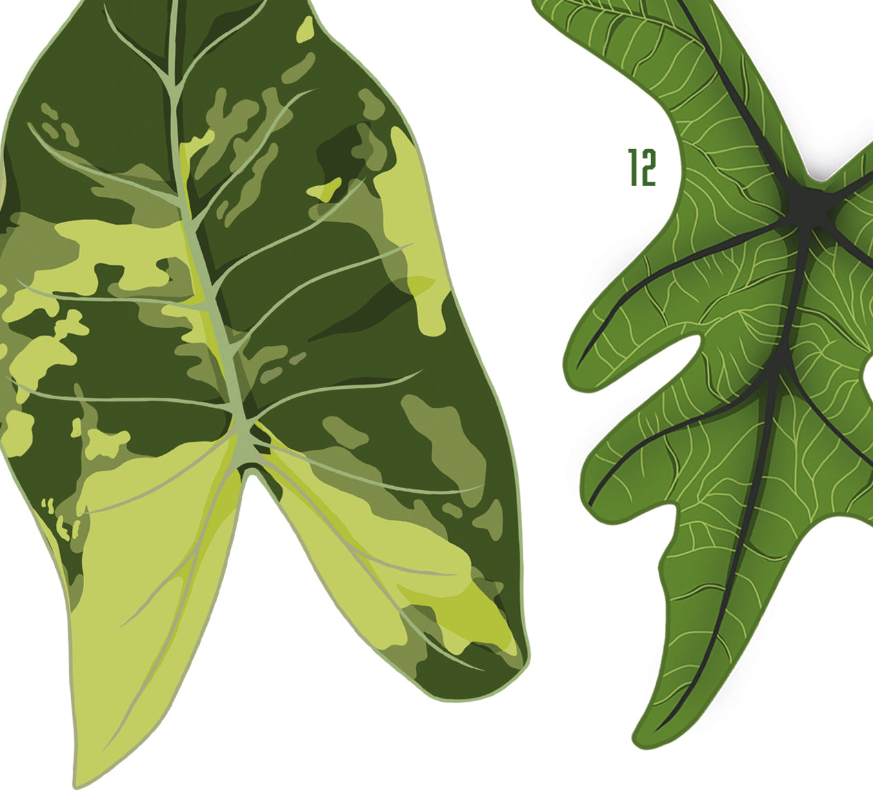 A3 houseplant art print digitally illustrated foliage plant poster alocasia jacklyn